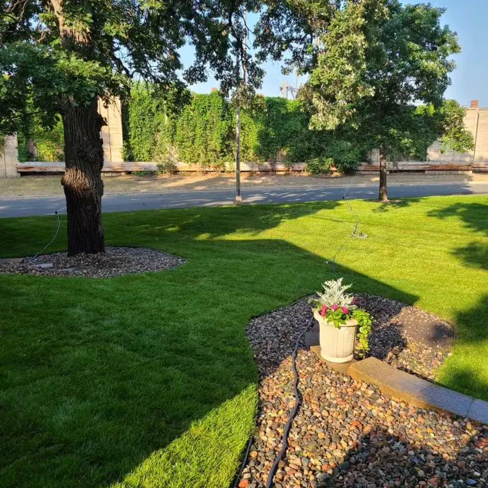 Fresh sod installation on an Edmonton residential lawn.