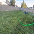 Fresh sod installation in Edmonton