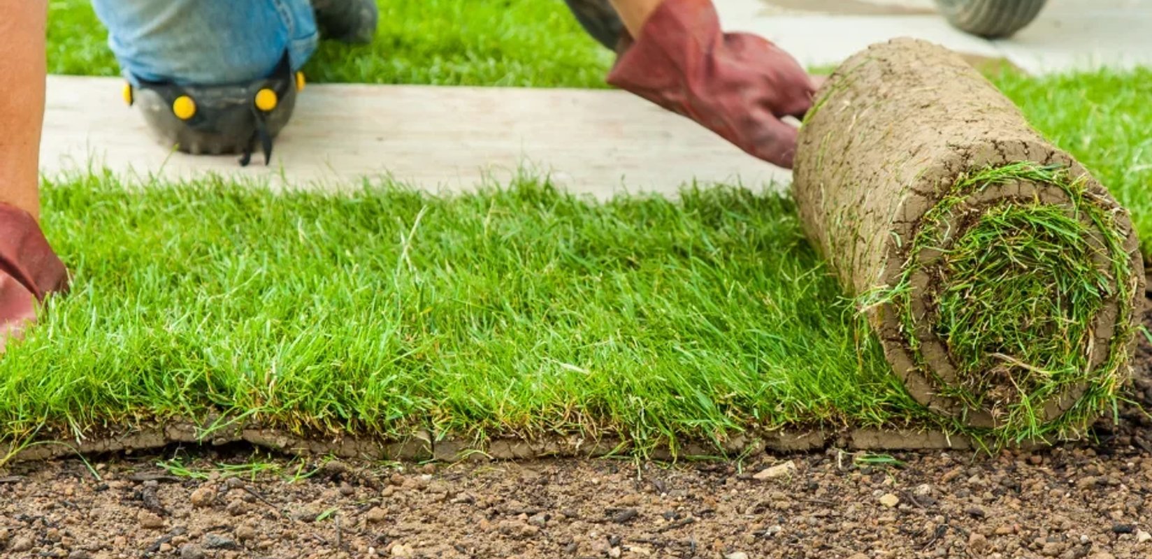 Installing rolls of sod in Edmonton