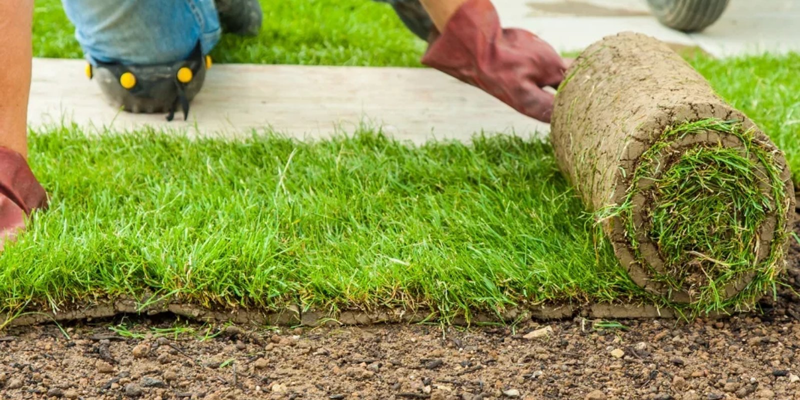 Installing rolls of sod in Edmonton