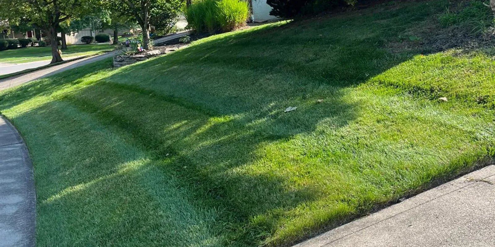 Lawn problems in Edmonton