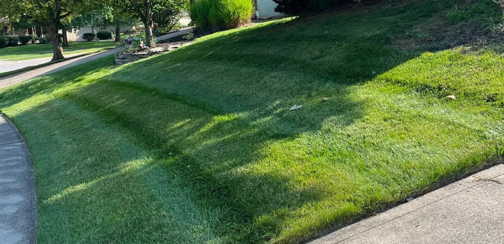 Lawn problems in Edmonton