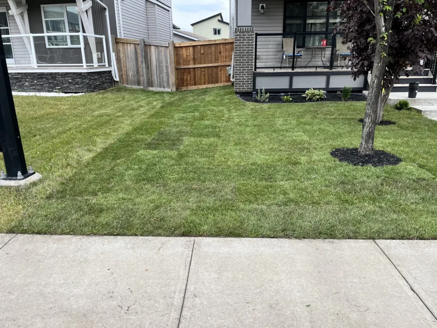 New sod installation on an Edmonton residential yard