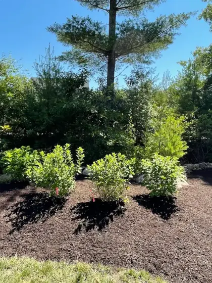 spruce and shrub bed installation